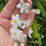 Solanum Jasminoides Alba Climbing Plant 3-4ft Supplied In A 3 Litre Pot