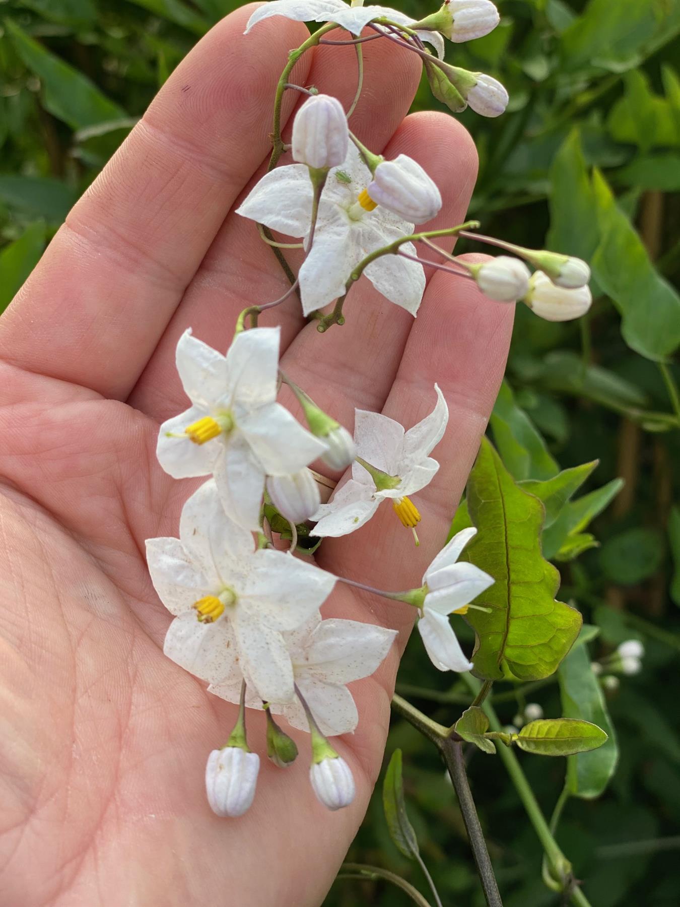 Solanum Jasminoides Alba Climbing Plant 3-4ft Supplied In A 3 Litre Pot