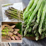 Asparagus Crowns Chefs' Choice | Set of 15 | Green