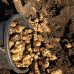 Jerusalem Artichoke 'fuseau' - Large Tubers | 10 x Bulbs | Brown