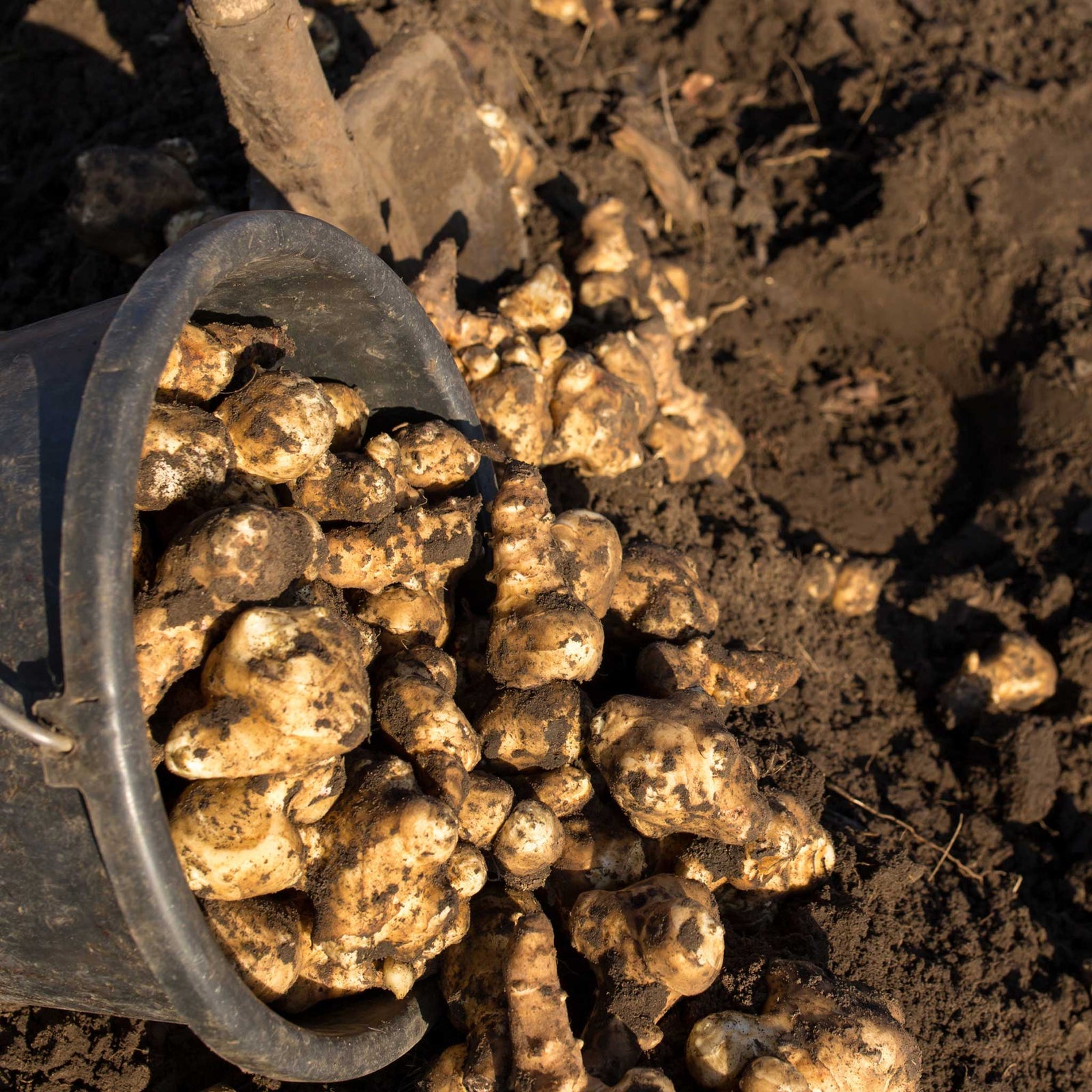 Jerusalem Artichoke 'fuseau' - Large Tubers | 10 x Bulbs | Brown