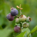 Blueberry Plant 'northcountry' | 2L