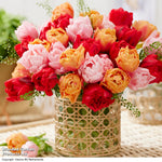 Thompson & Morgan Tulip Double Flowering Mixed Bouquet 18 Bulbs