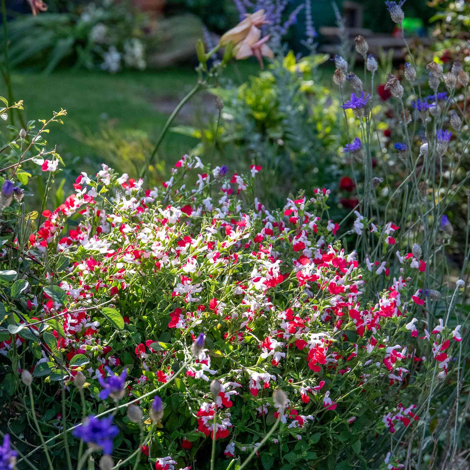 Salvia 'hot Lips' Bee-attracting Perennial | 1 x 9cm | Red