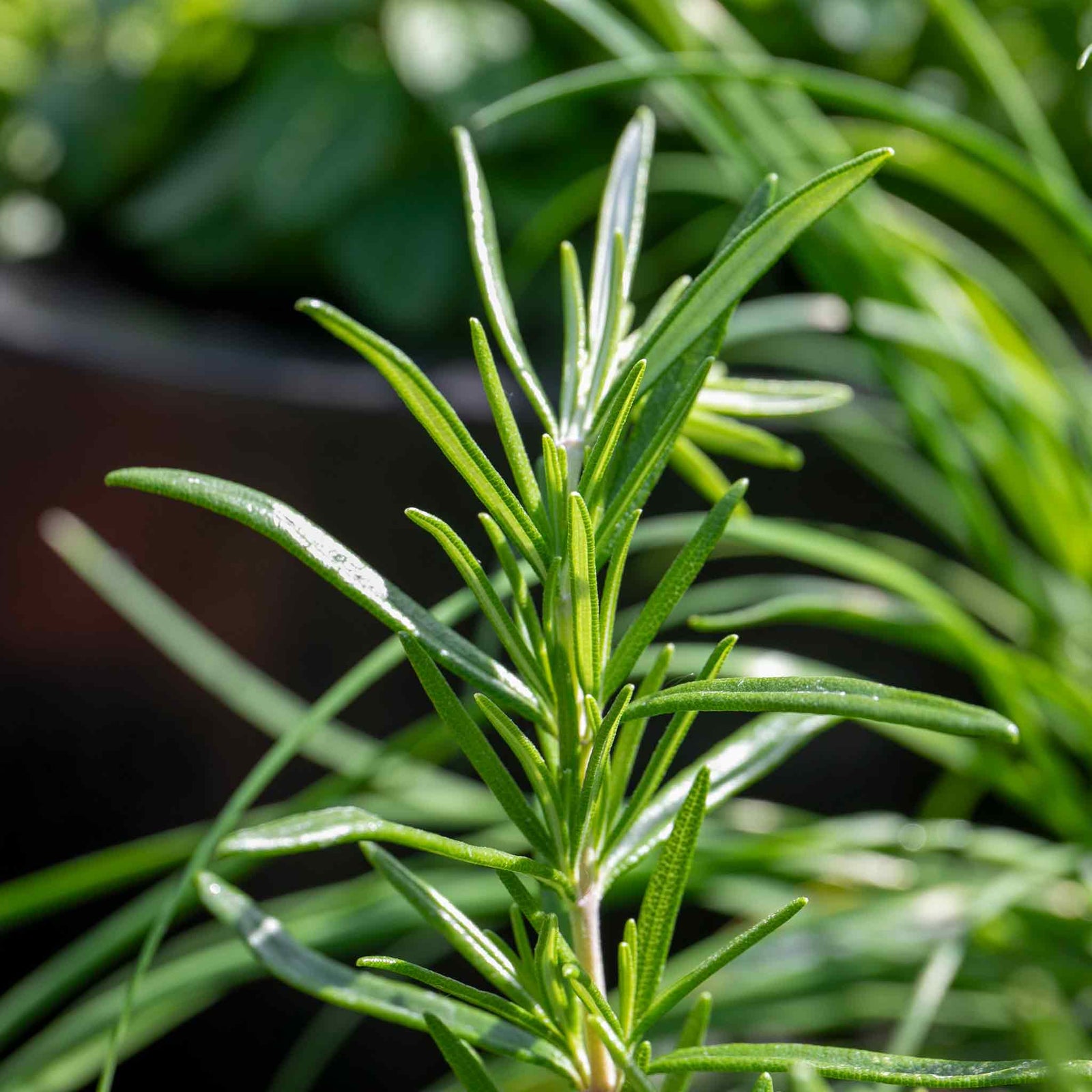 Rosemary 'upright' - Hardy Aromatic Herb | 6 x Plug Plants | Purple