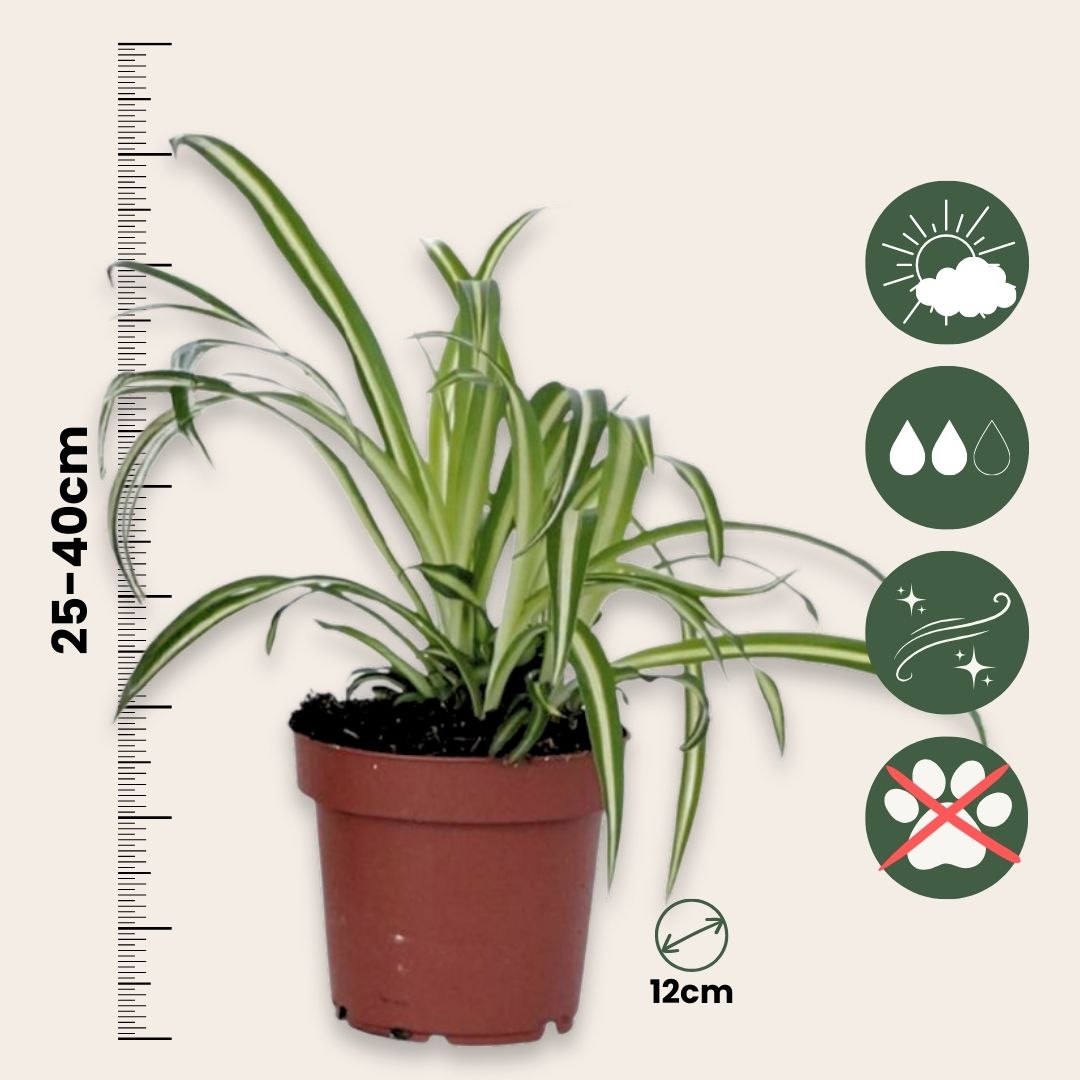 Spider Plant - 3 Pcs. - Chlorophytum Comosum 'atlantic' - Height 25-40cm - ⌀12cm | Set of 3 | Green