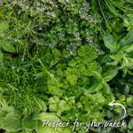 Coriander Plant Large Potted 35cm | 1 x 1L | Green