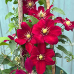 Climb Into A Cloud Of Scent - A Collection Of Fragrant Climbers | Set-of-6 | Multi
