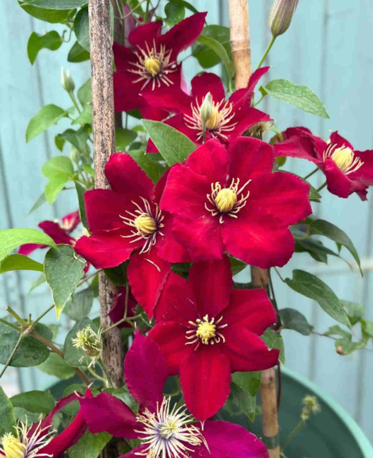 Climb Into A Cloud Of Scent - A Collection Of Fragrant Climbers | Set-of-6 | Multi