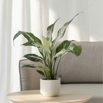Peace Lilly - Spathiphyllum 'diamond' - Height 40-50cm - ⌀12cm | Set of 1 | Green