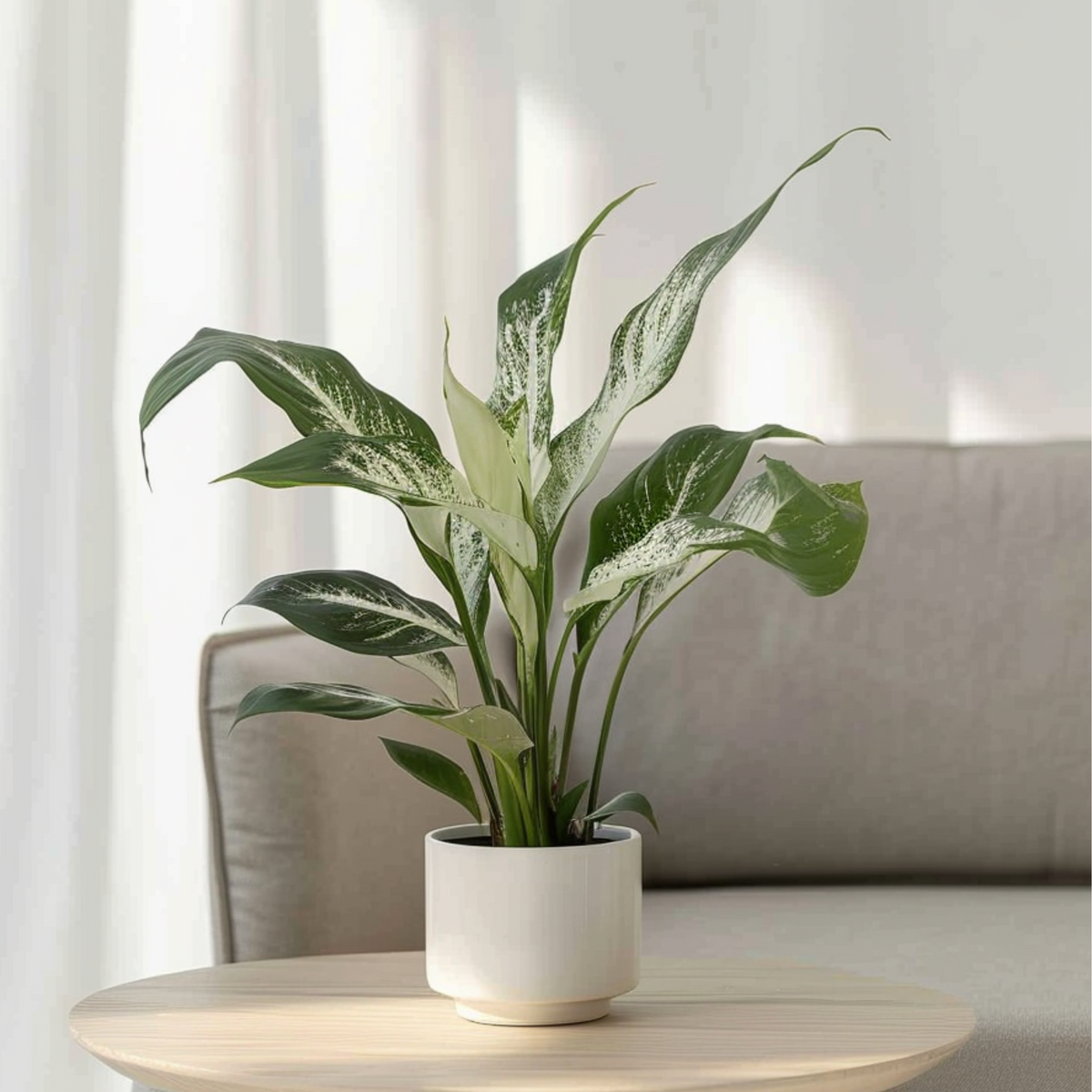 Peace Lilly - Spathiphyllum 'diamond' - Height 40-50cm - ⌀12cm | Set of 1 | Green