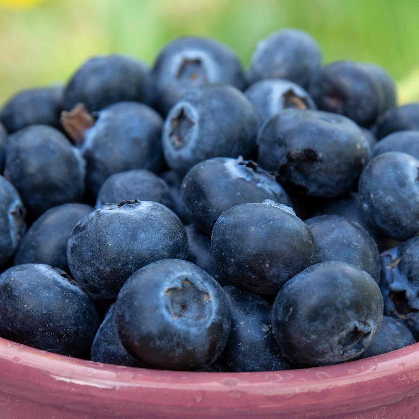 Lowberry Blueberry 'little Blue Wonder' Dwarf Patio Plant | Set-of-1