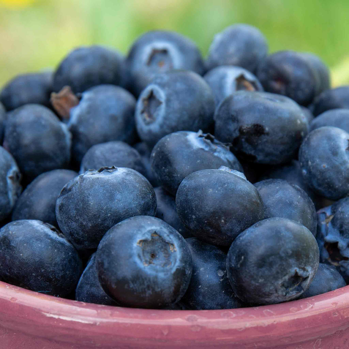 Lowberry Blueberry 'little Blue Wonder' Dwarf Patio Plant | Set of 1