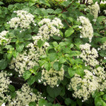 Hydrangea Anomala Petiolaris Climbing Hydrangea Garden Shrub Plant