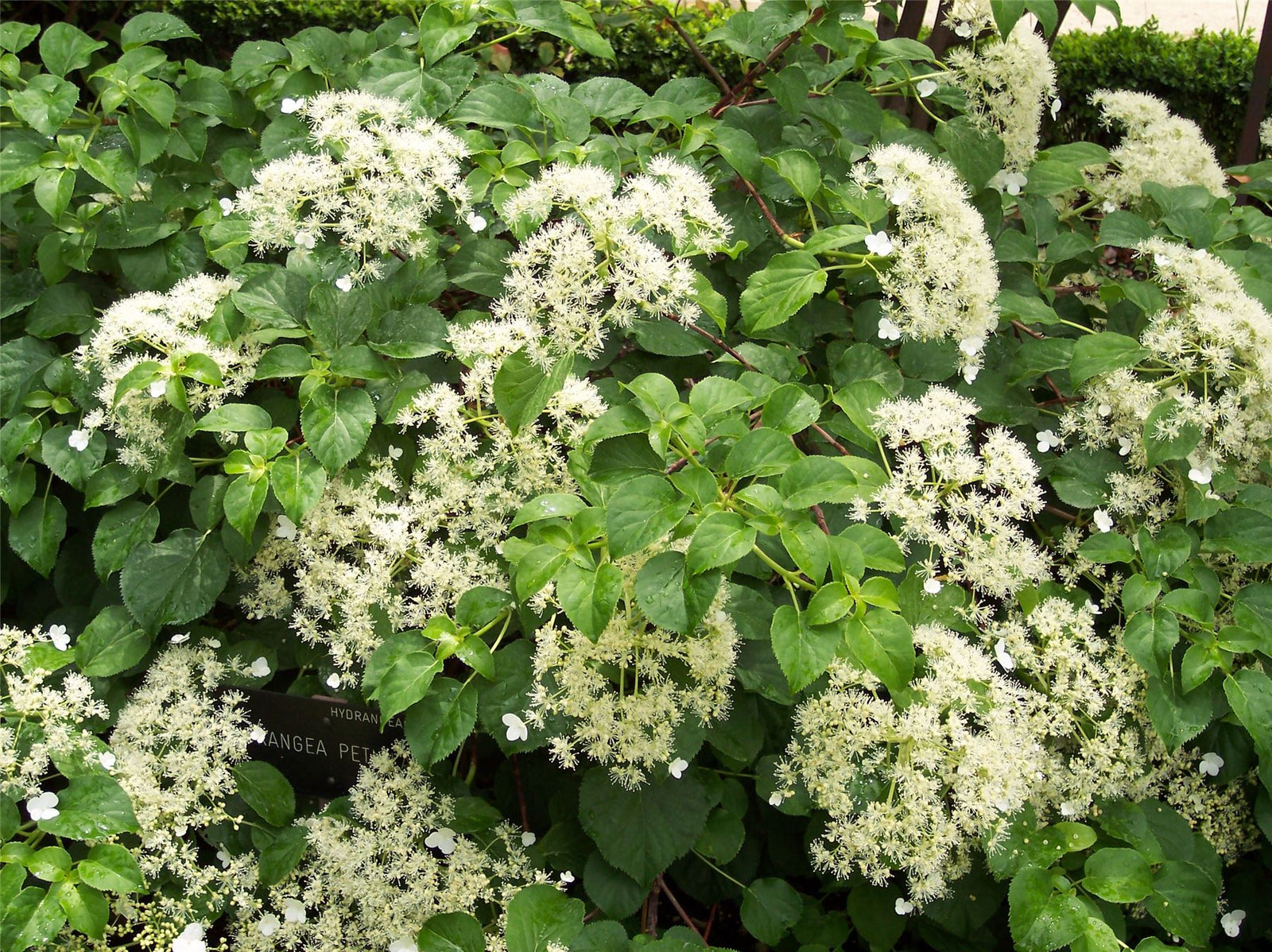 Hydrangea Anomala Petiolaris Climbing Hydrangea Garden Shrub Plant