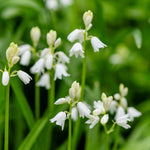 White Bluebells Bulbs | 10 x Bulbs