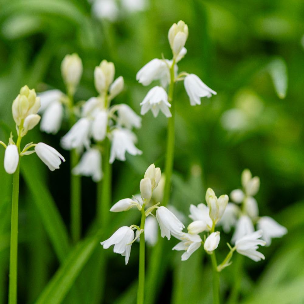 White Bluebells Bulbs | 10 x Bulbs