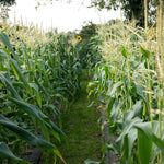 Sweetcorn 'swift' Seedlings | 16 x Pro Grower Plugs | Yellow