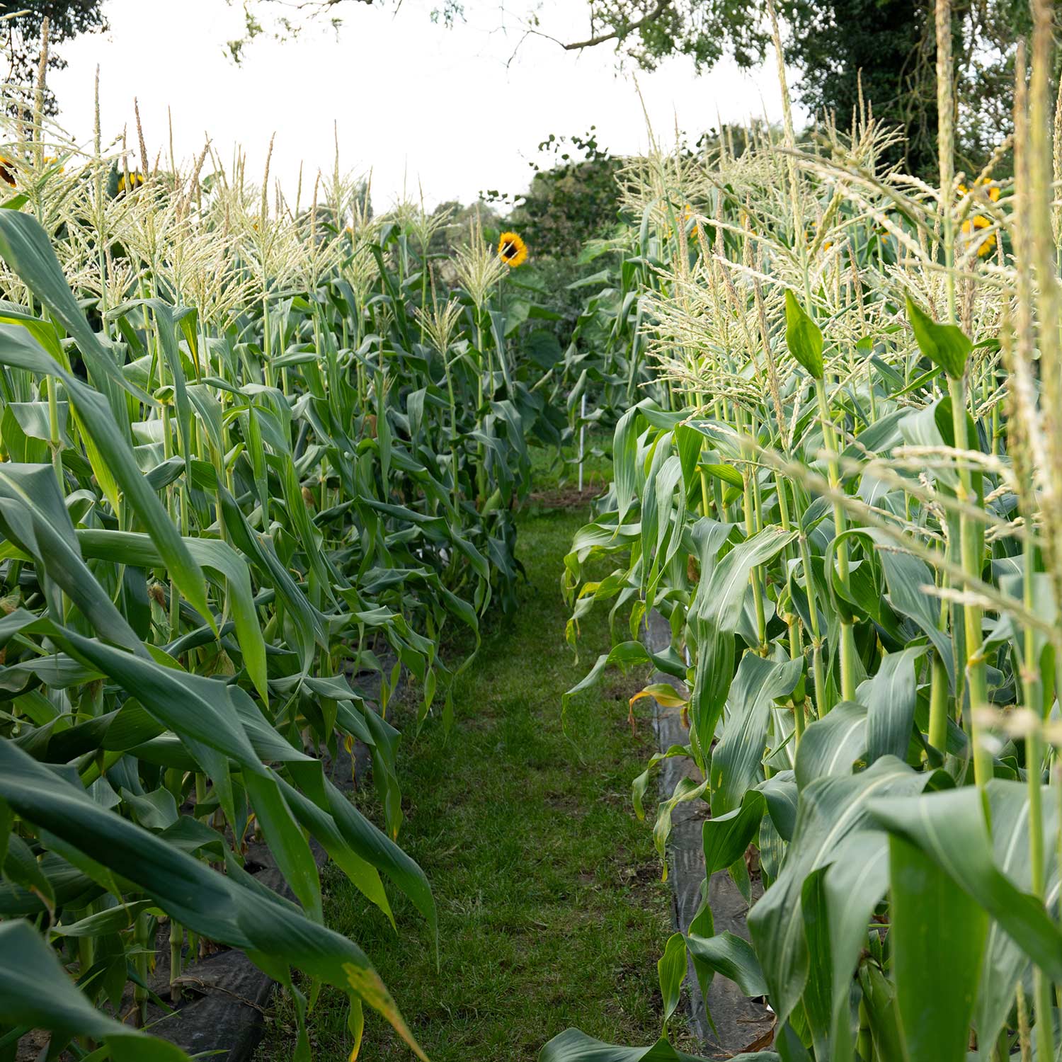 Sweetcorn 'swift' Seedlings | 16 x Pro Grower Plugs | Yellow