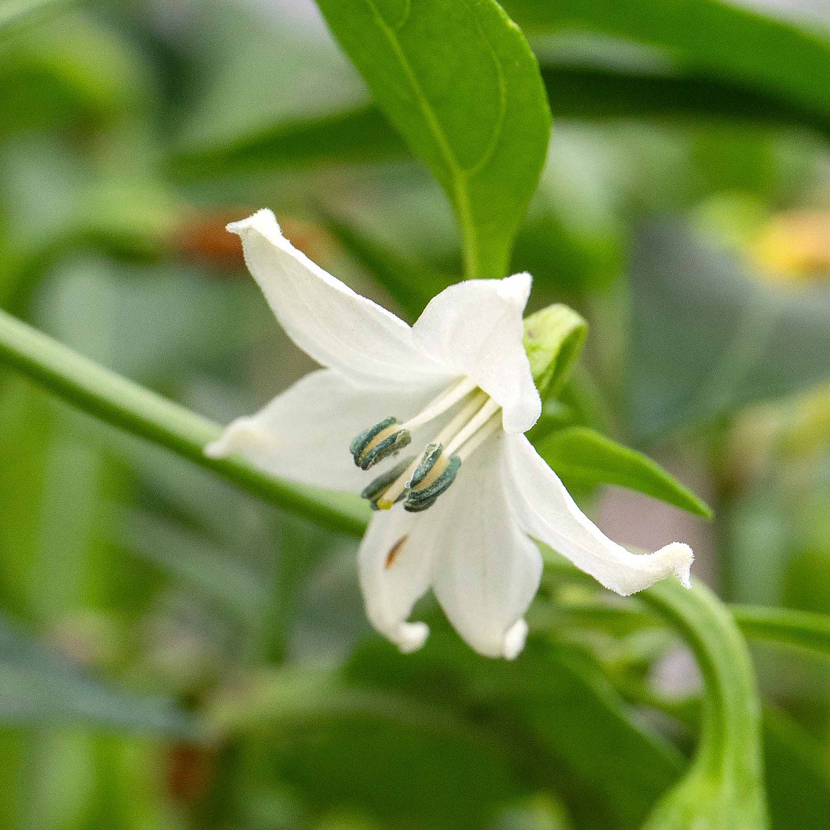 Chilli Plant 'apache' Compact Patio Pepper 9cm Plants | Set of 3 | Red