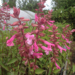 Salvia 'Kisses And Wishes' - 9cm Pot | 1 x 9cm | Pink