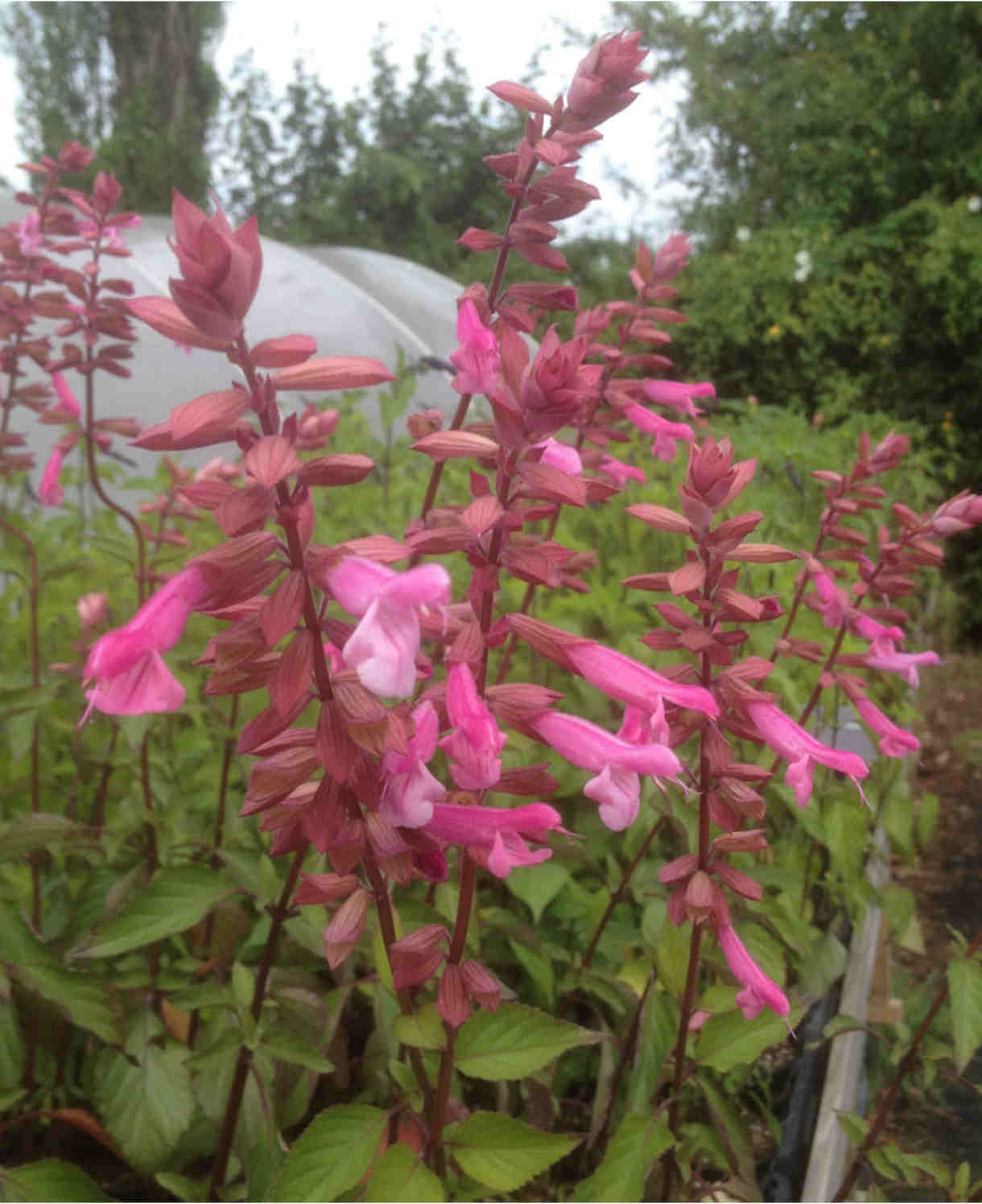 Salvia 'Kisses And Wishes' - 9cm Pot | 1 x 9cm | Pink