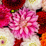 Dazzling Dahlia Breeders Mix - Supplied As A Bag Of 15 Bare Roots