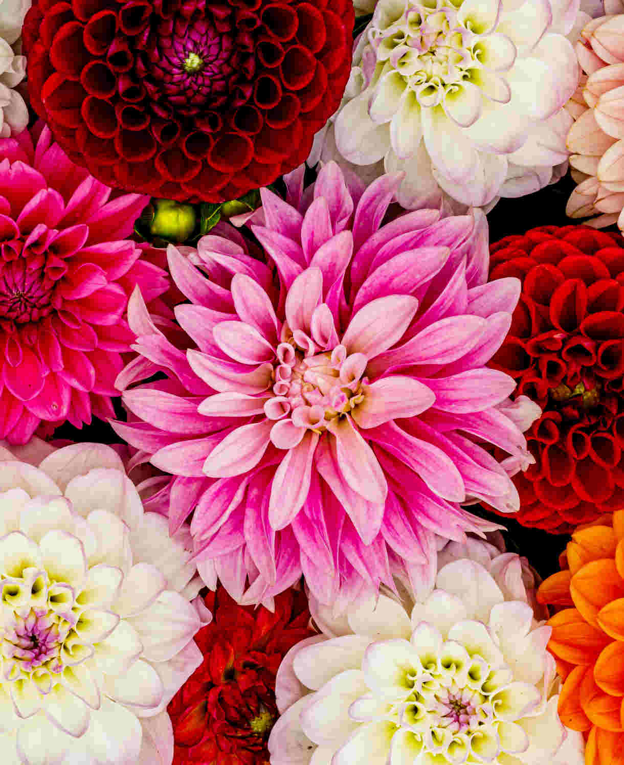 Dazzling Dahlia Breeders Mix - Supplied As A Bag Of 15 Bare Roots