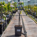 Patio Apple Tree Golden Delicious 1 M | 1 x2l