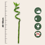 Lucky Bamboo - 6 Pcs. - Dracaena Sanderiana - Height 40-50cm - ⌀2cm | Set of 6 | Green