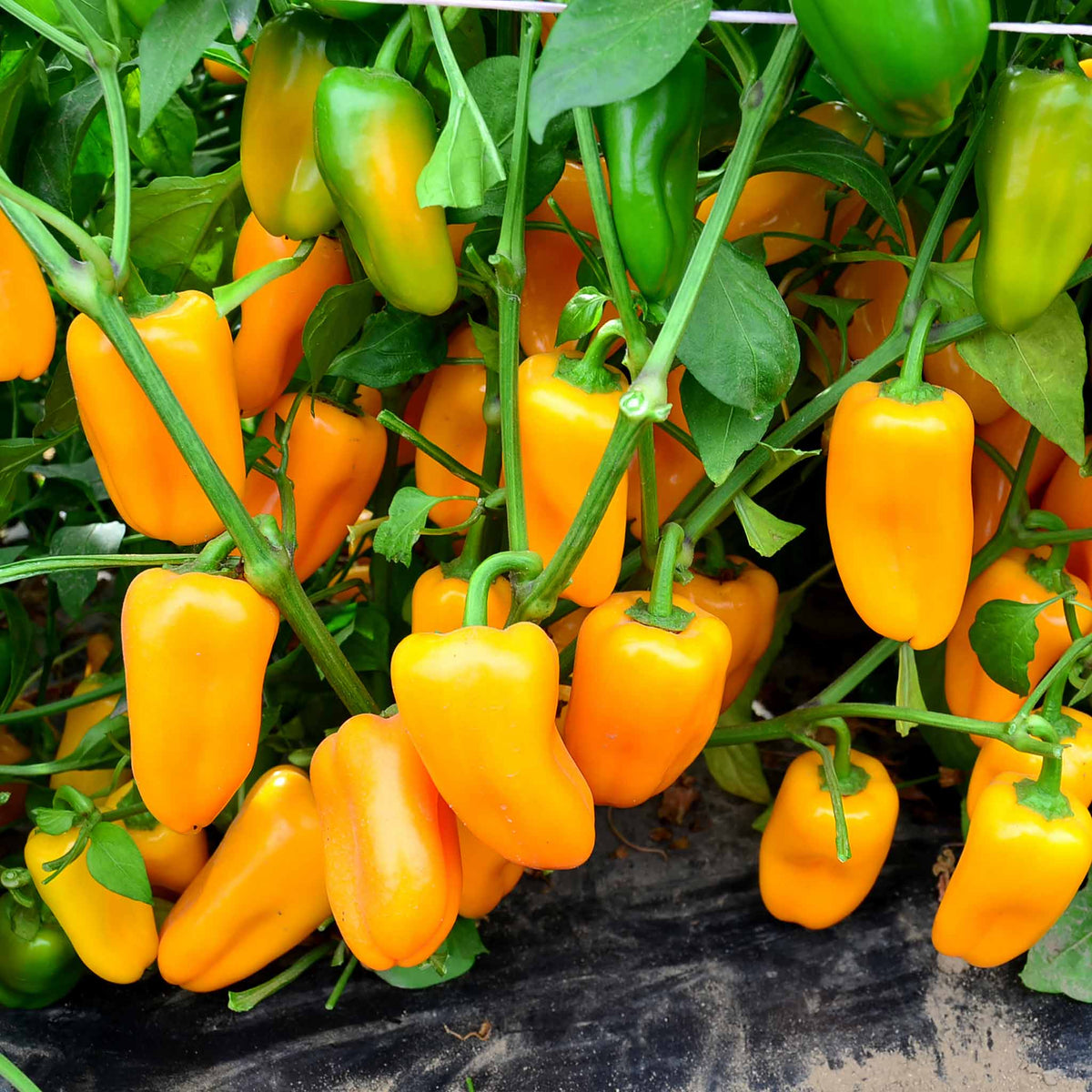 Snackbite Sweet Pepper Collection – Yellow, Red & Orange | 3 x 9cm
