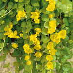 Lysimachia 'goldilocks' (golden Creeping Jenny) Trailing Evergreen For Pots And Baskets | 12 x Plug Plants | Green