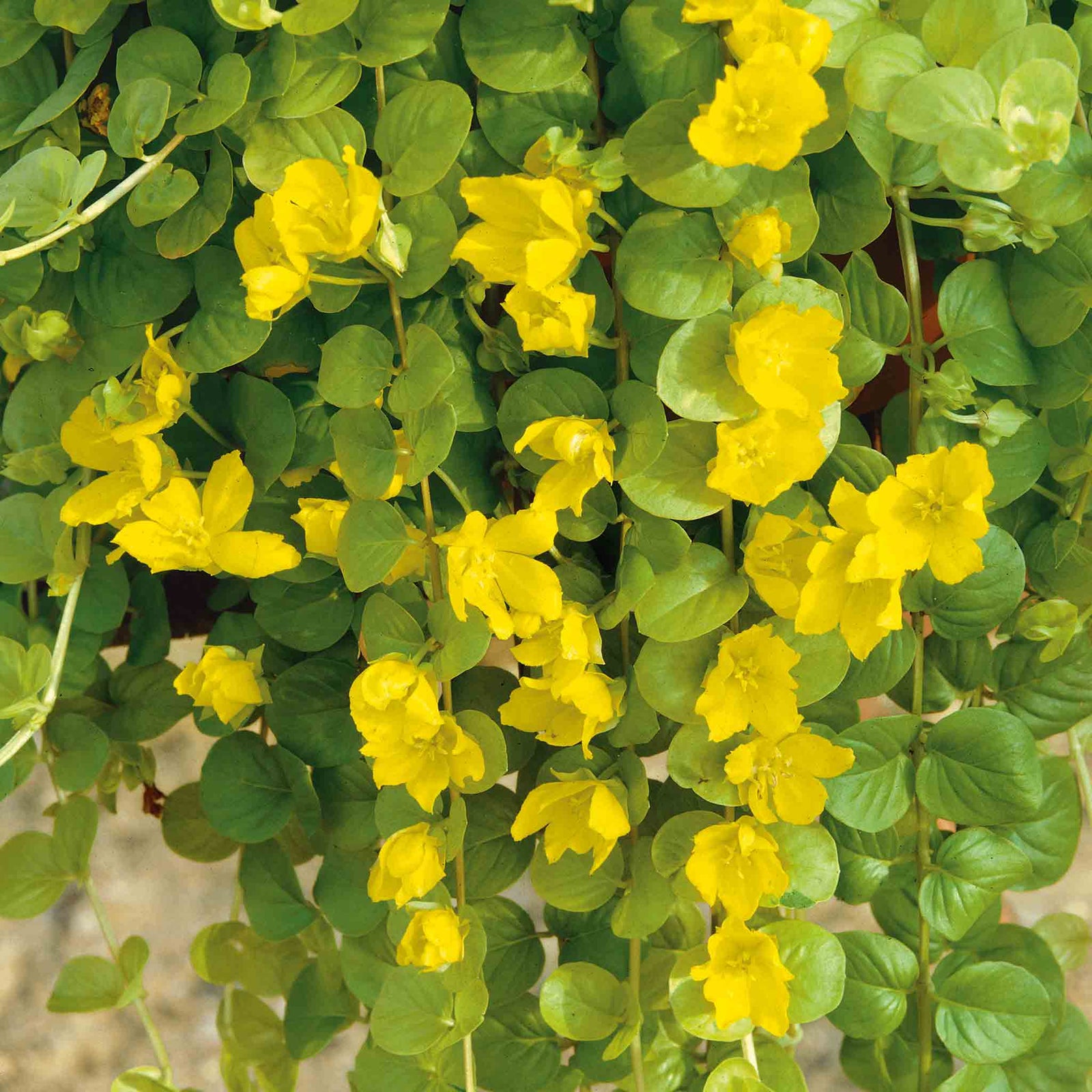Lysimachia 'goldilocks' (golden Creeping Jenny) Trailing Evergreen For Pots And Baskets | 12 x Plug Plants | Green