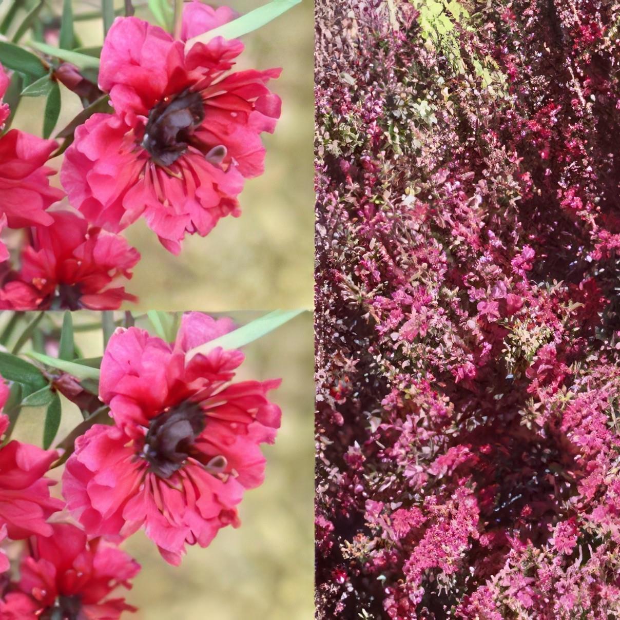 Leptospermum Red Damask Evergreeen Shrub Plant Supplied In A 9cm Pot