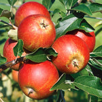 Patio Apple 'cox's Orange Pippin' - Mini Espalier, Bare-root, M26 Rootstock | 1 x 2L | Orange & Yellow
