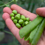 Pea Hurst Green Shaft | 300 Seeds