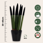 Snake Plant Velvet Touch - Sansevieria Cylindrica - Height 20-40cm - ⌀9cm | Black