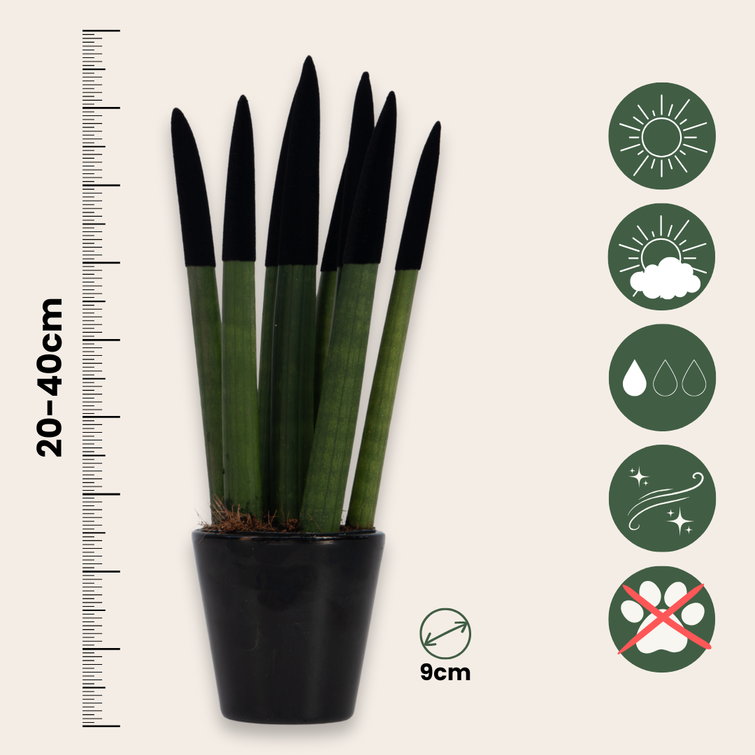 Snake Plant Velvet Touch - Sansevieria Cylindrica - Height 20-40cm - ⌀9cm | Black