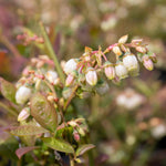 Lowberry Blueberry 'little Blue Wonder' Dwarf Patio Plant | Set of 1