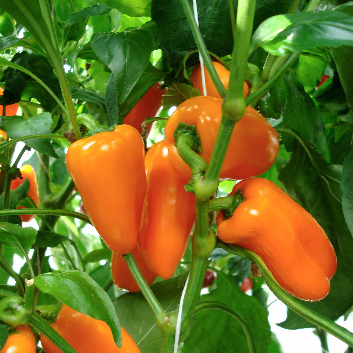 Snackbite Sweet Pepper Collection – Yellow, Red & Orange | 6 x 9cm