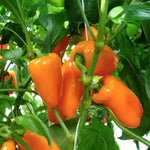 Snackbite Sweet Pepper Collection – Yellow, Red & Orange | 3 x 9cm