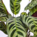 Never Never Plant - Ctenanthe 'burle-marxii' - Height 25-40cm - ⌀12cm | Set-of-1 | Green