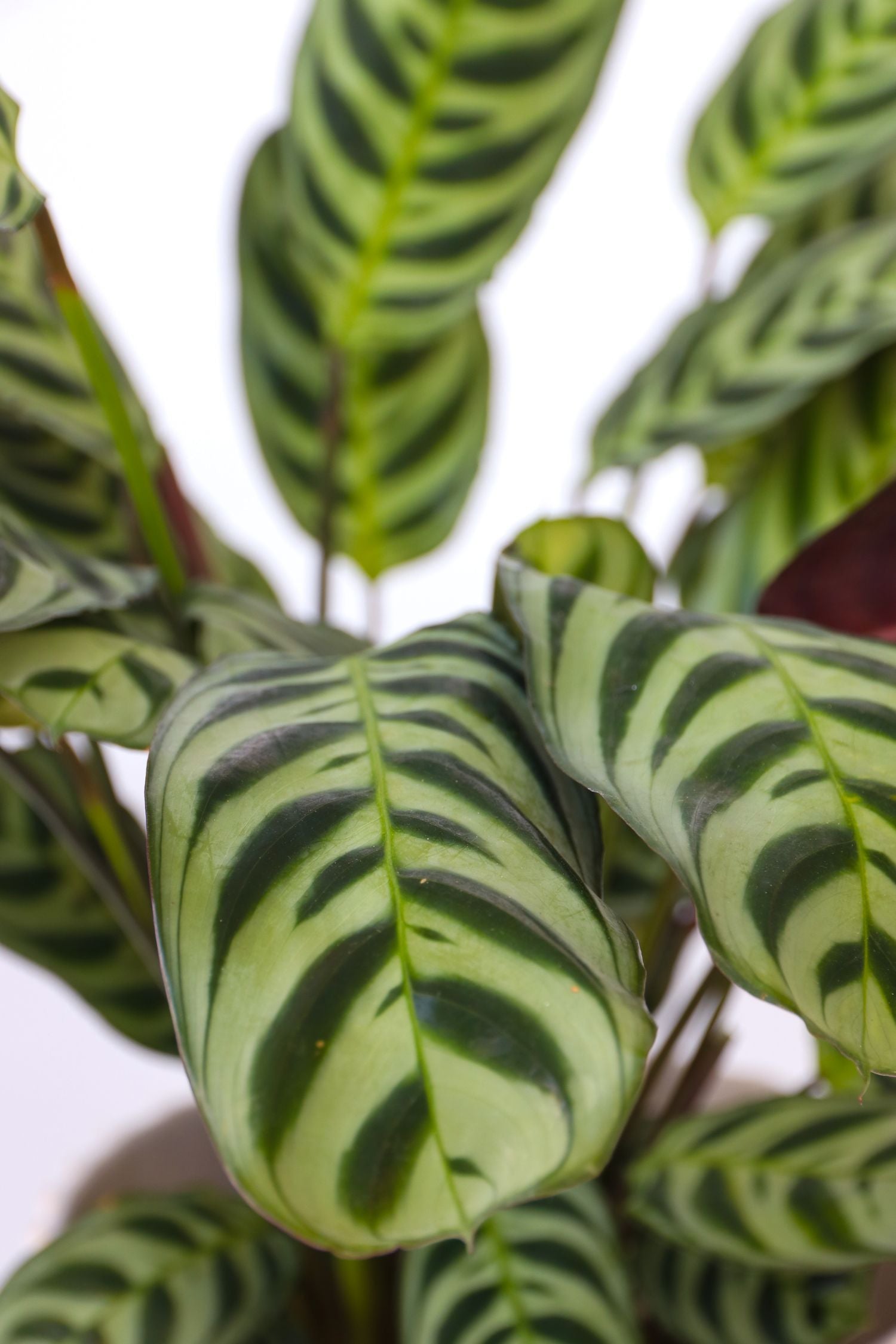 Never Never Plant - Ctenanthe 'burle-marxii' - Height 25-40cm - ⌀12cm | Set-of-1 | Green