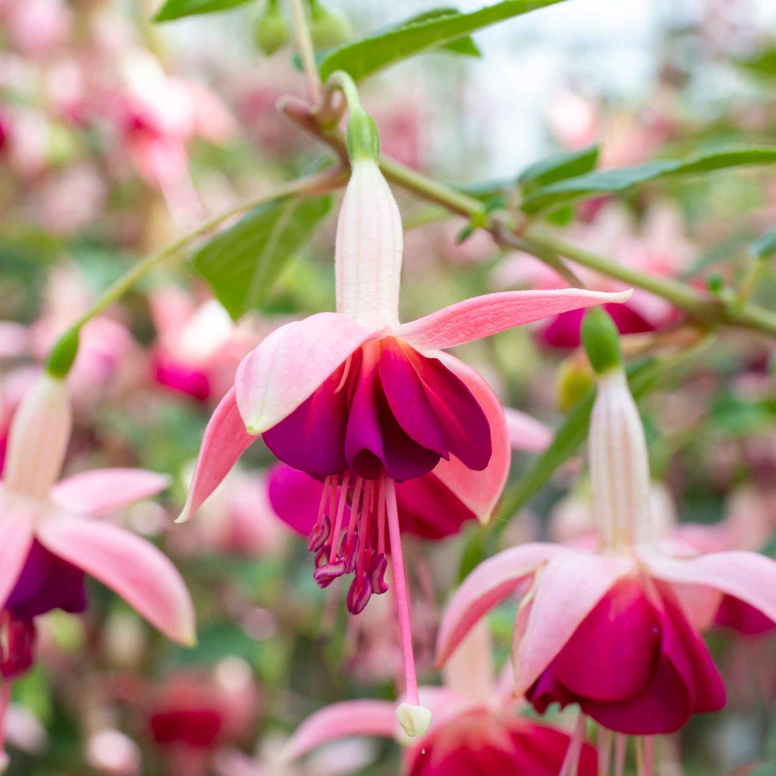 Fuchsia 'paula Jane' | 6 x Plug Plants | Pink & Purple