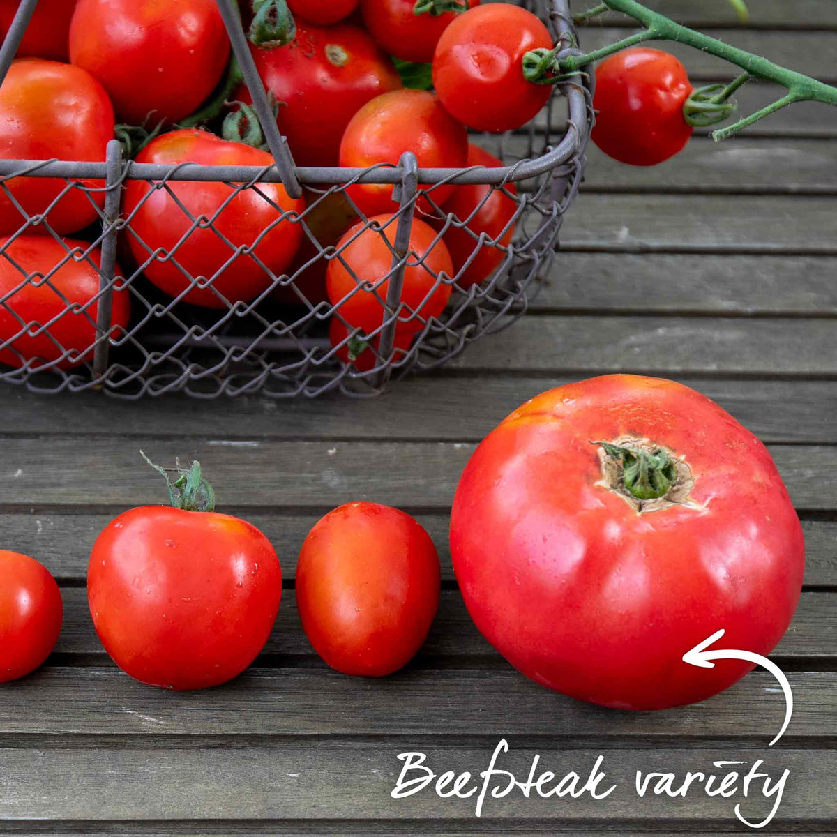 Bush Tomato 'super Marmande' Beefsteak Red Semi-determinate Jumbo Plugs | Set of 3 | Red