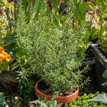 Rosemary 'upright' - Hardy Aromatic Herb | 3 x 9cm | Purple