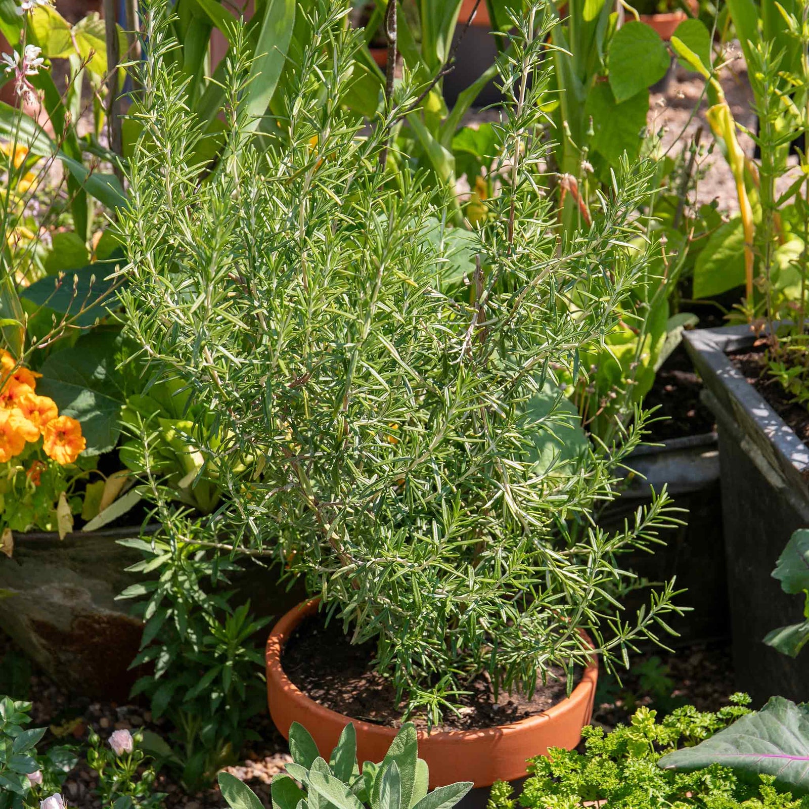 Rosemary 'upright' - Hardy Aromatic Herb | 9 x 9cm | Purple
