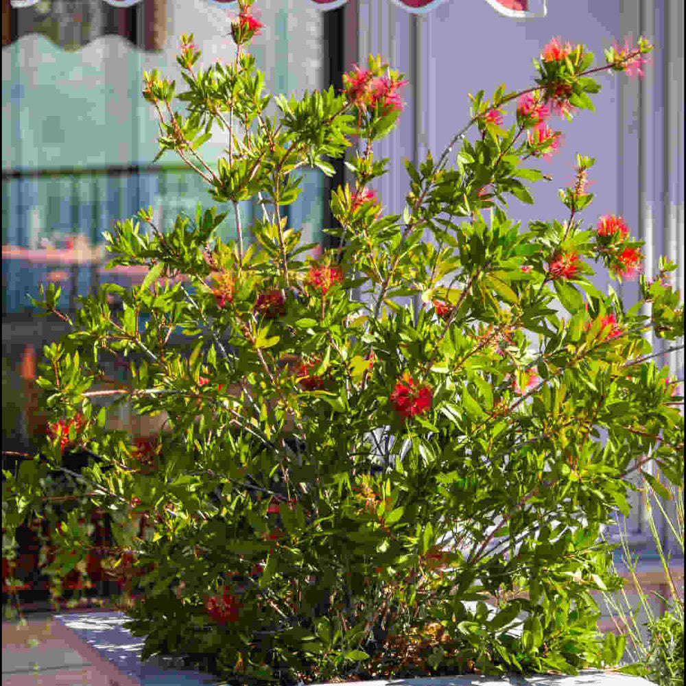 Callistemon Collection - A Set Of 3 Bottlebrush Plants In 9cm Pots