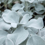 Senecio 'angel Wings' Silver-foliage Perennial 2l | Set of 1 | Yellow
