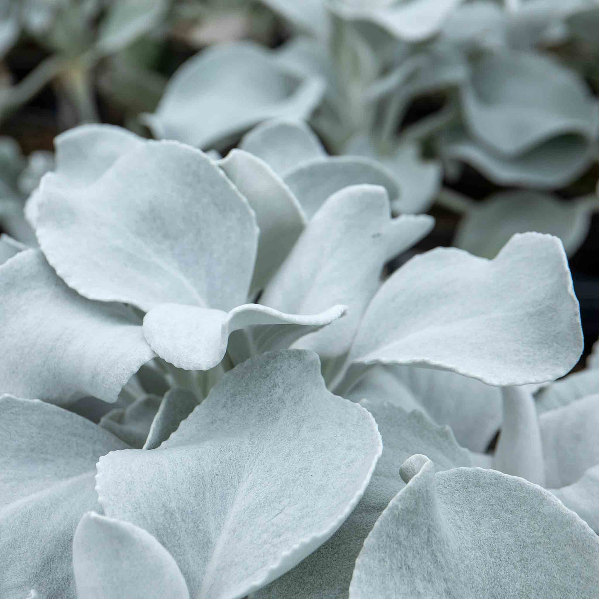 Senecio 'angel Wings' Silver-foliage Perennial 2l | Set of 1 | Yellow